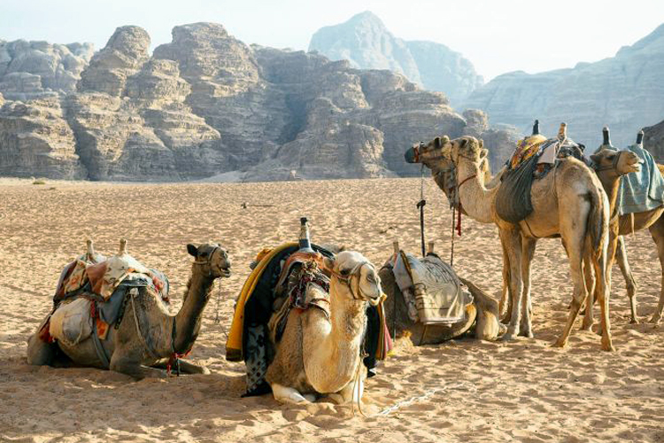 Jordan Wadi Rum Camels in Desert_78a29_lg.jpg